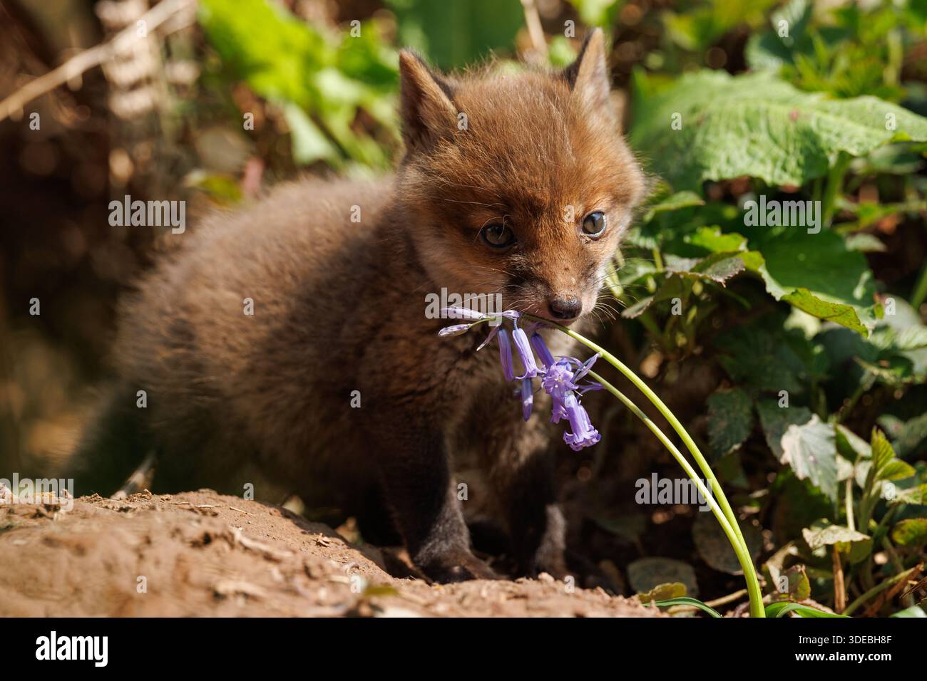 Cuccioli di volpe che esplorano il grande nuovo mondo Foto Stock