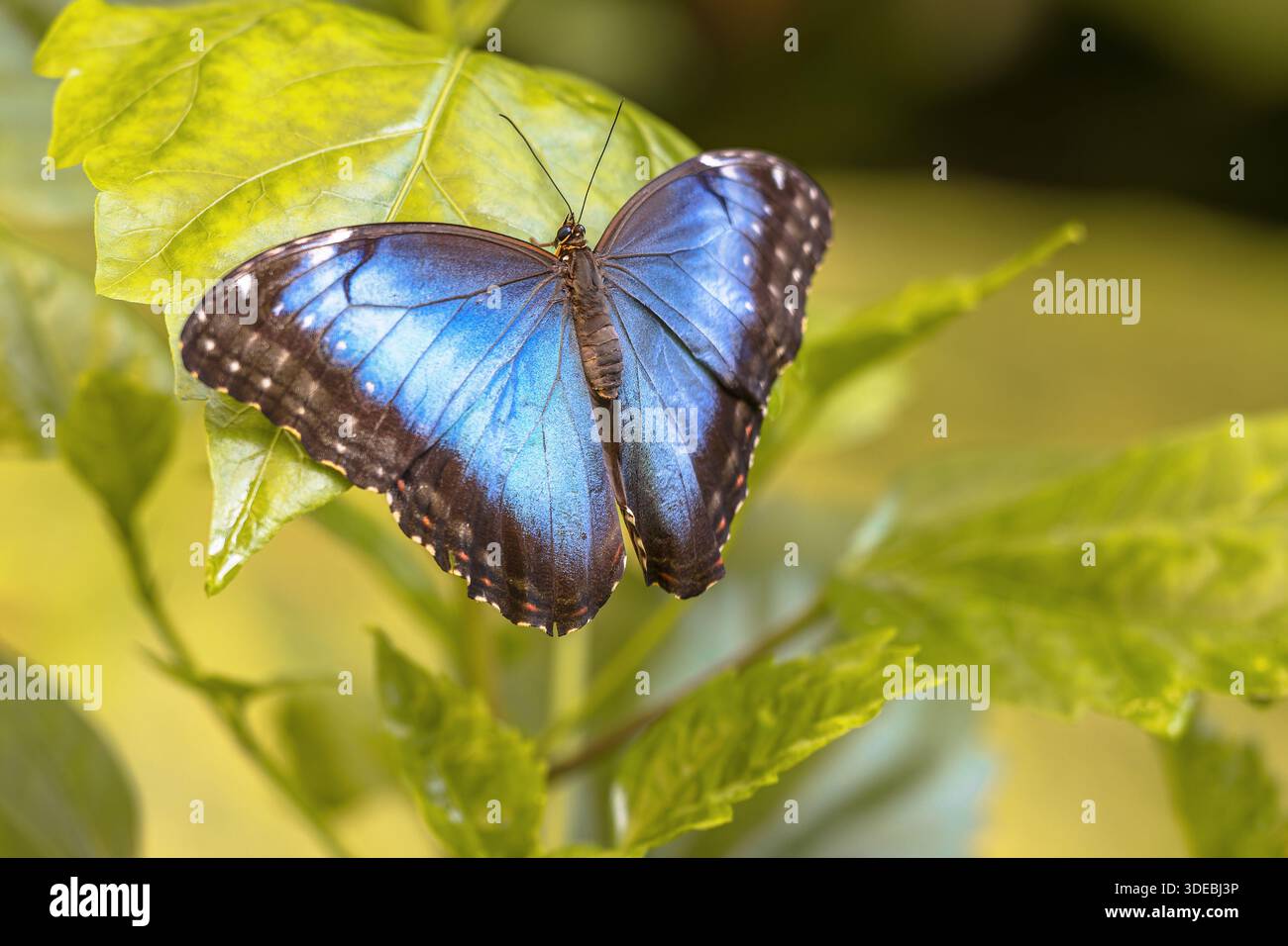 Morpho Butterfly (Morpho peleides) il colore blu brillante nelle ali della farfalla è causato dalla diffrazione della luce da milioni di Foto Stock