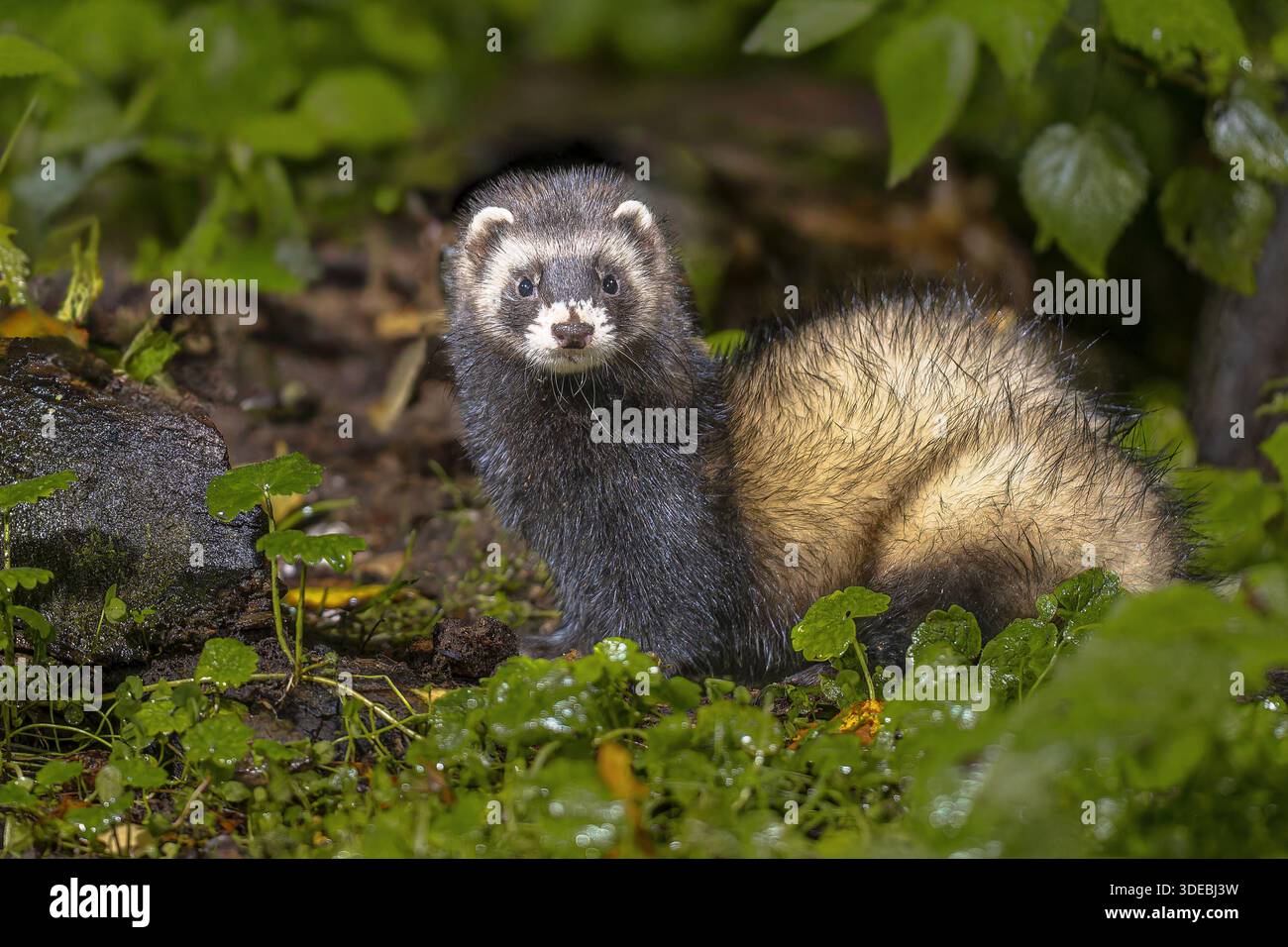Polecat europeo (Mustela putorius) nella foresta in ambiente naturale nelle tenebre notturne. Paesi Bassi. La fauna selvatica della natura in Europa. Foto Stock