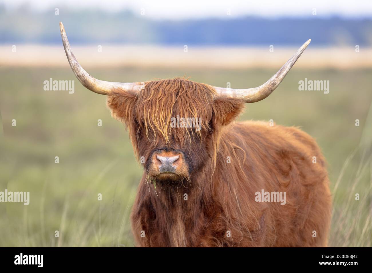 Il bestiame delle Highland è una razza scozzese di bestiame rustico. Ha avuto origine nelle Highlands scozzesi e nelle isole occidentali della Scozia. Scena faunistica di n Foto Stock