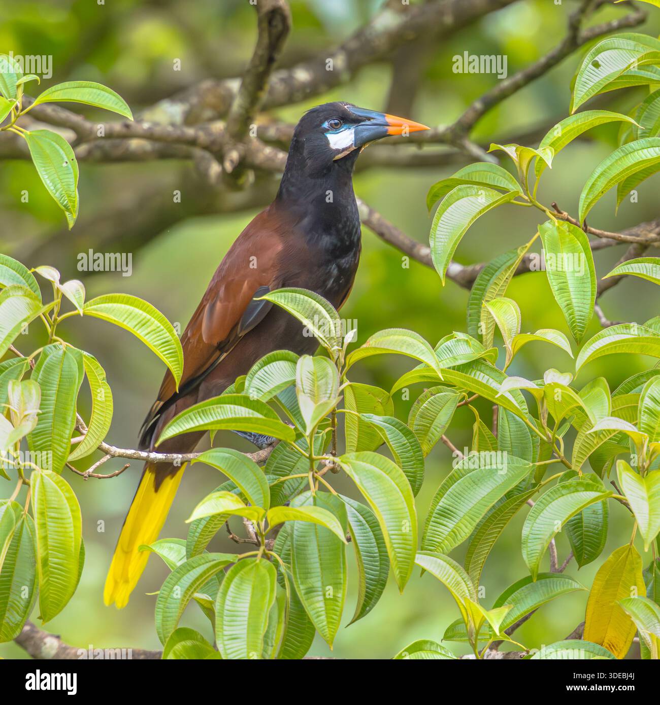 Montezuma oropendola (Psarocolius montezuma) è un uccello icteride tropicale del nuovo mondo. È un allevatore residente nelle pianure costiere caraibiche. Wildlif Foto Stock