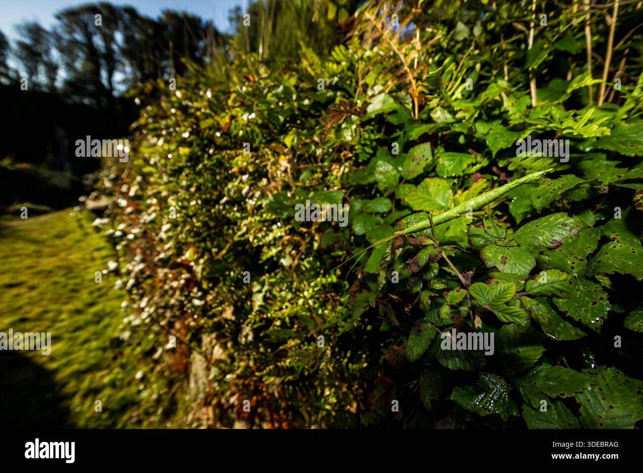 Insetto bastone di fichi Acanthoxyla geisovii, spesso trovato nel sud-ovest del Regno Unito, questi insetti non sono nativi e sono arrivati con piante importate, St Foto Stock