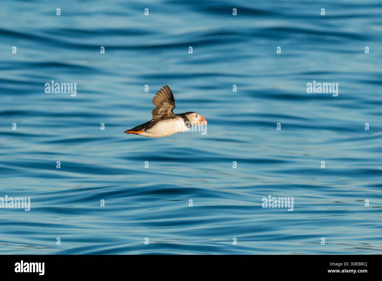 Puffin Fratercula arctica, una puffin adulta in volo sull'acqua durante la luce serale, Isole Scilly, luglio Foto Stock
