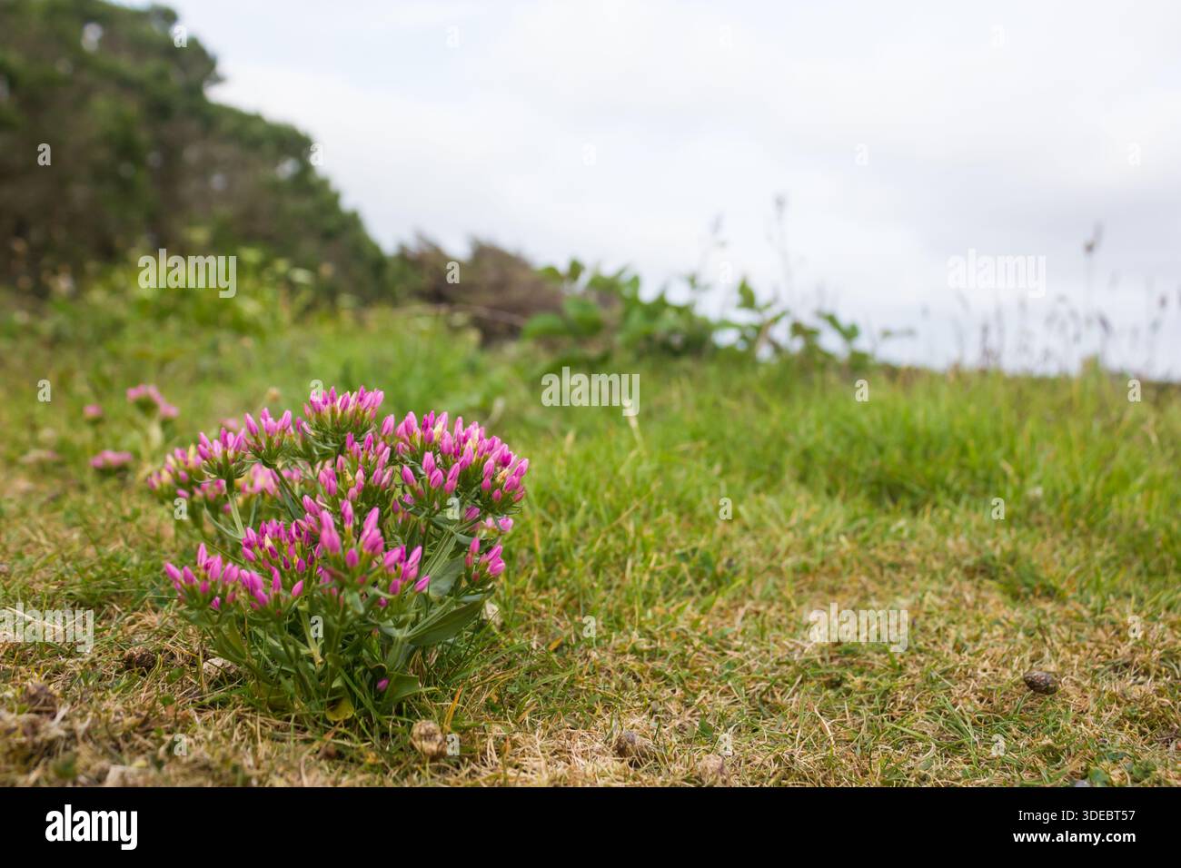 Centaury Centaurium erythraea, che cresce vicino alla brughiera costiera di St Mary's, Isole Scilly, giugno Foto Stock
