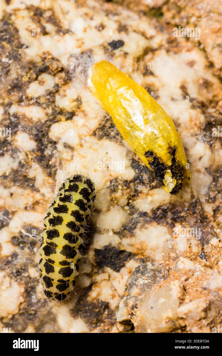 Sei punti falena burnet Zygaena filipendulae, un'immagine del palcoscenico larvale e pupale di questa giornata falena volante, St Agnes, Isole Scilly, giugno Foto Stock