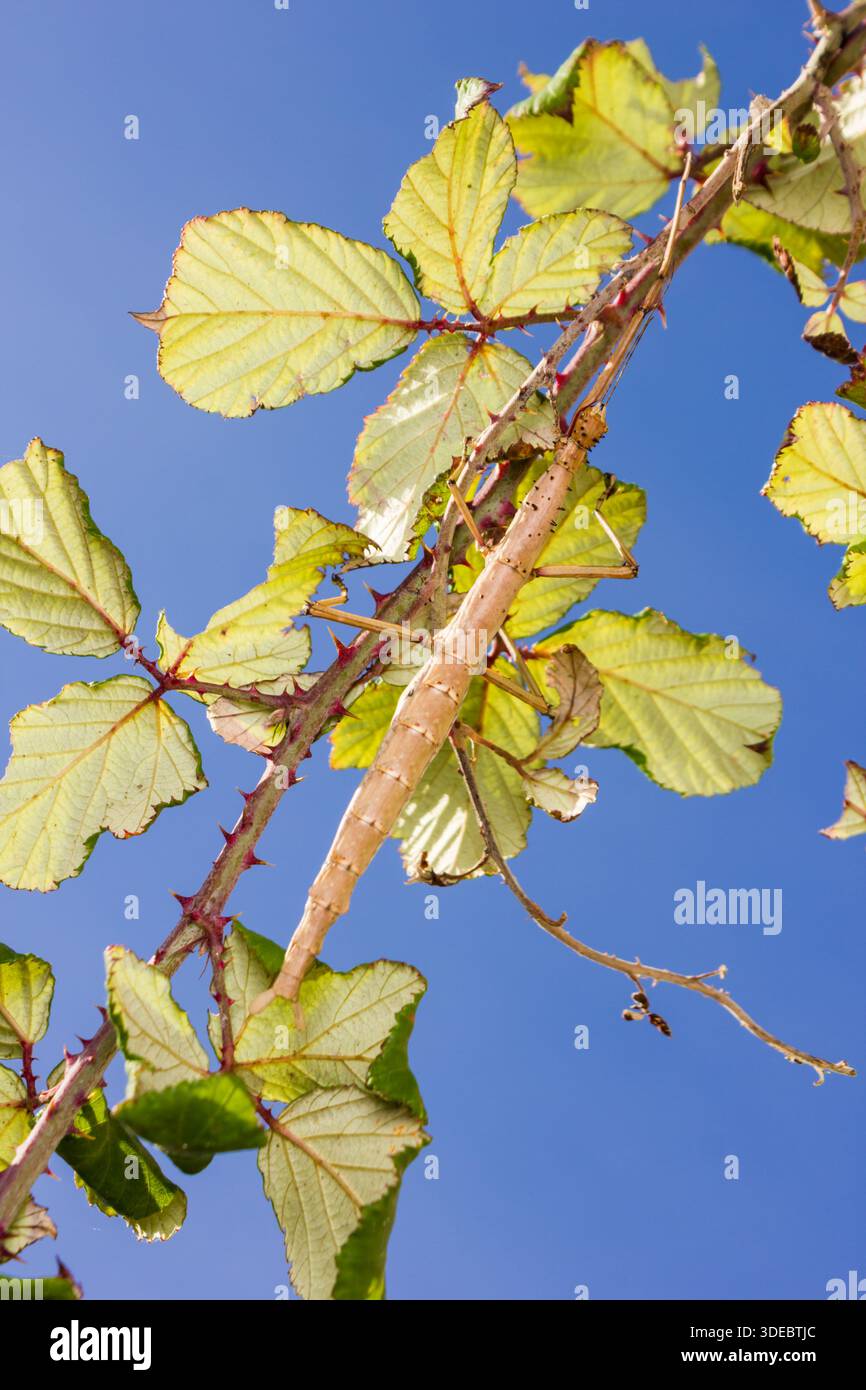 Insect Acanthoxyla geisovii, un morph di colore marrone sul lato inferiore del suo bramble alimentare, St Mary's, Isles of Scilly, ottobre 2014 Foto Stock