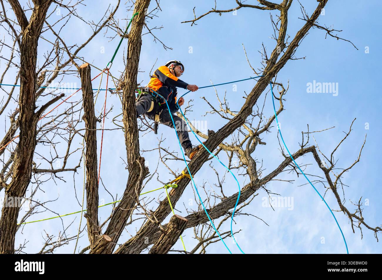 Detroit, Michigan - i membri del collettivo di arboristi di Detroit tagliano i rami morti da un albero di quercia. Hanno anche controllato la presenza di rovere selvatico Foto Stock