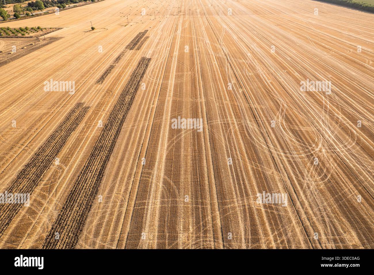 Vista aerea dei campi di grano dorato modellati con tracce scure, che si estendono verso l'orizzonte sotto il sole caldo, Silistra, Bulgaria. Foto Stock