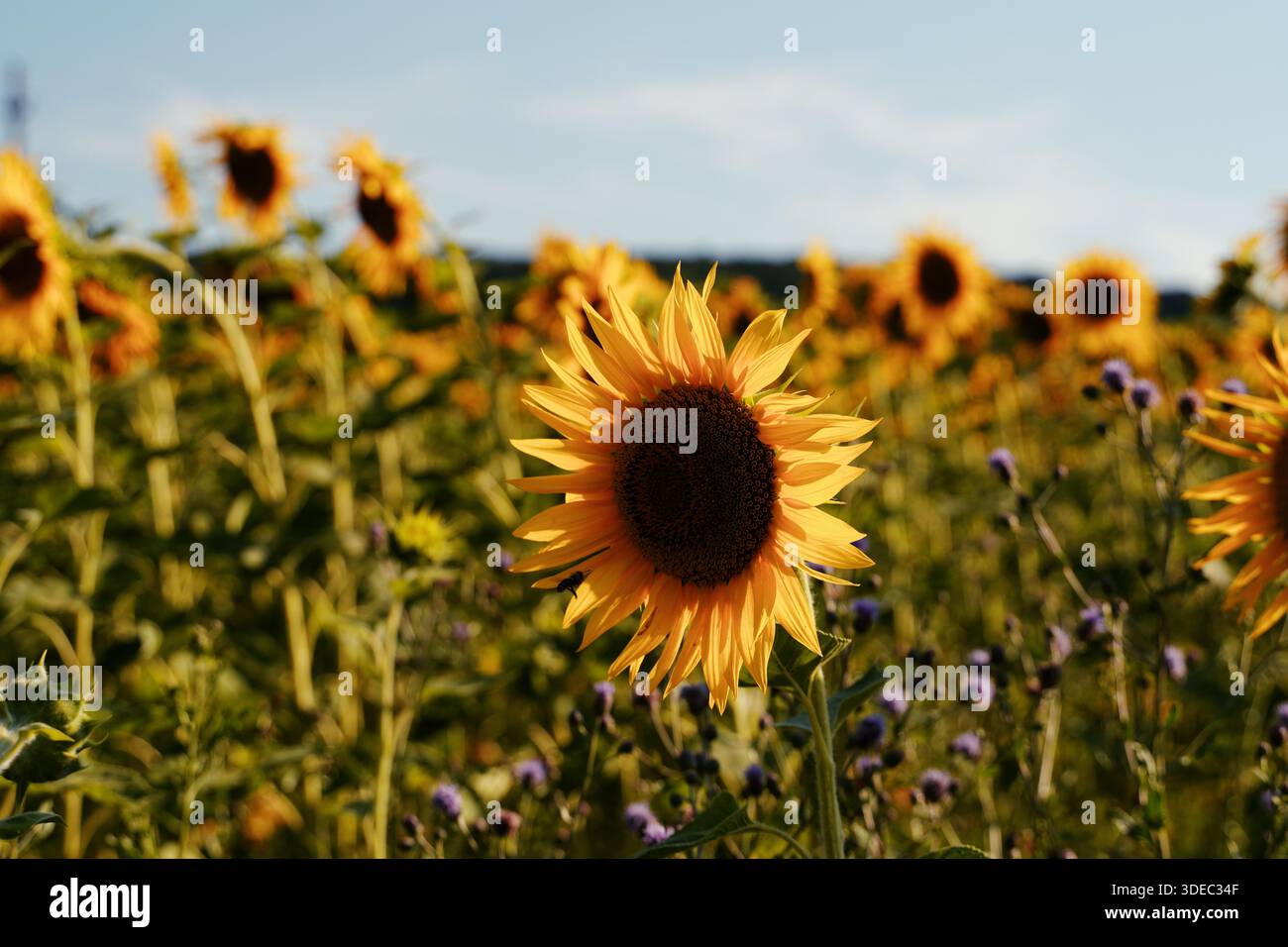 Viaggia in romania transilvania targu mures girasoli che fioriscono in un grande campo in una giornata di sole in romania Foto Stock