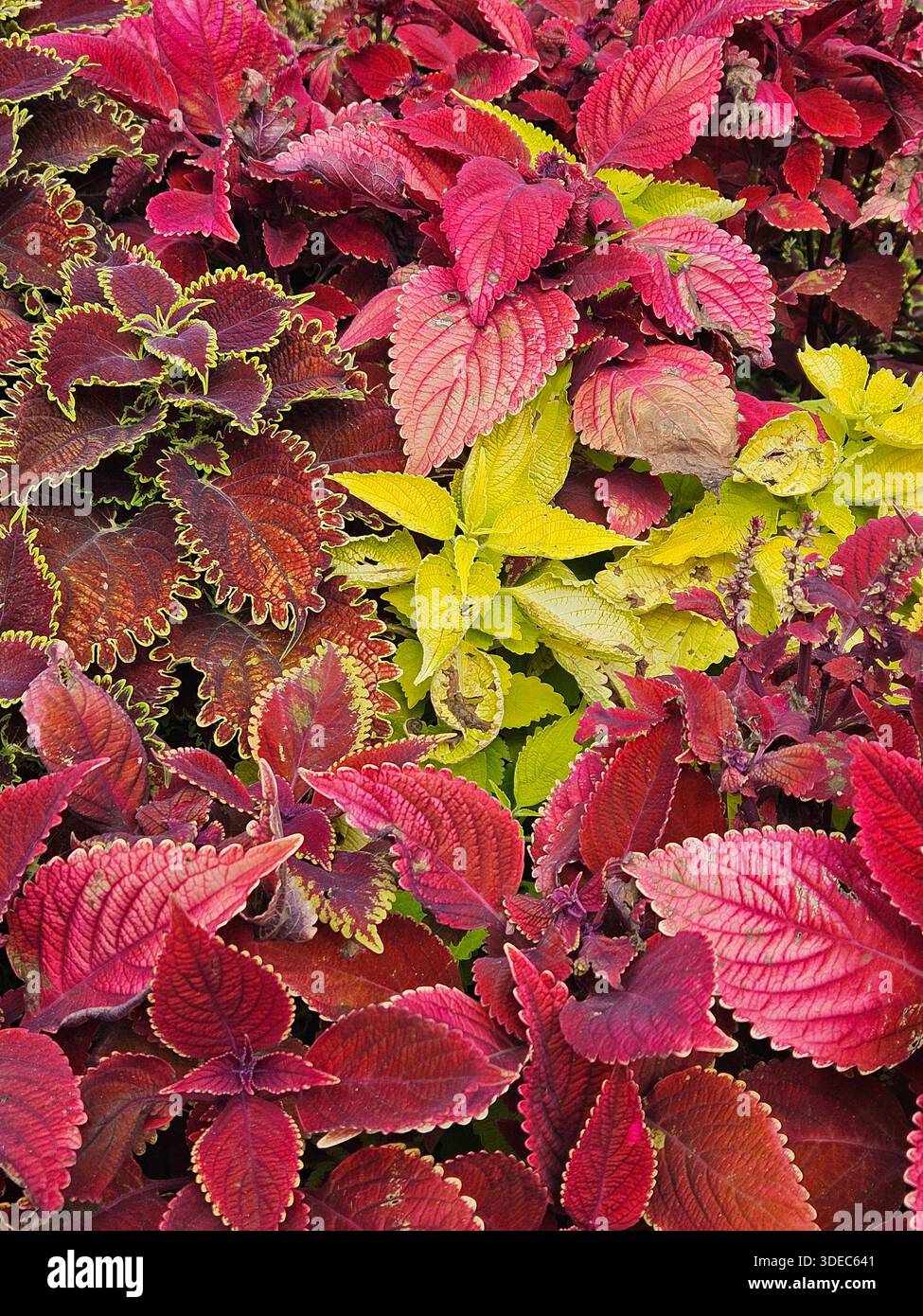 Un gruppo di stabilimenti Coleus al Dallas Arboretum di Dallas, Texas Foto Stock