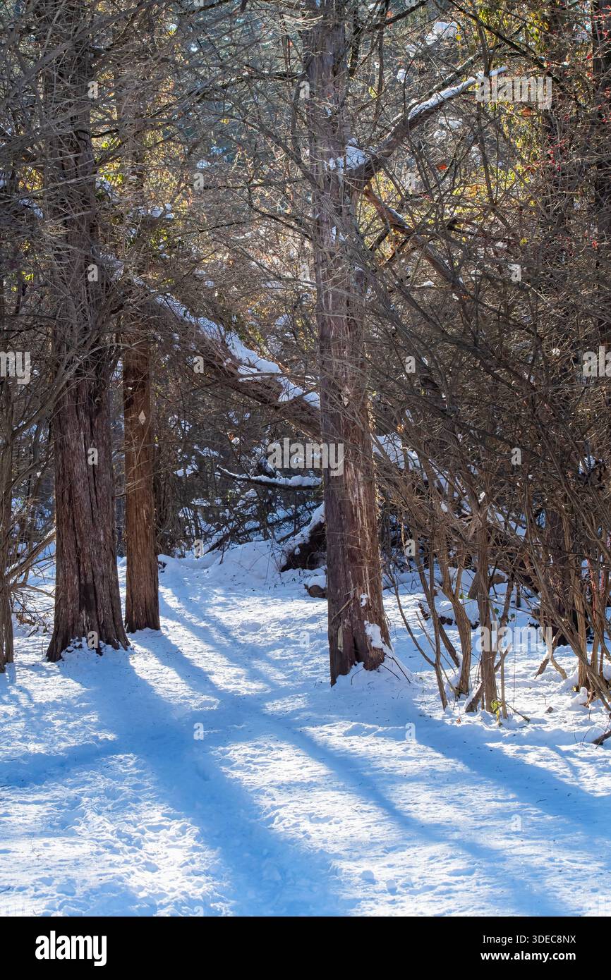 Le ombre si fondono nella neve, mentre la luce del sole splende in una foresta Foto Stock