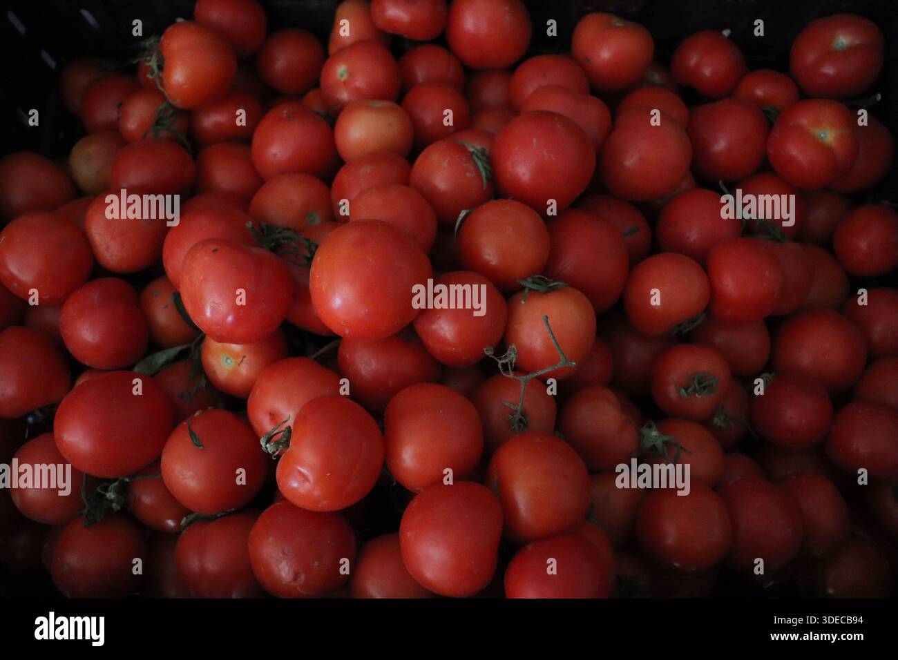Una scatola di pomodori rossi, in Israele centrale, il 24 dicembre 2025. Foto di Raquel G. Frohlich. Foto Stock