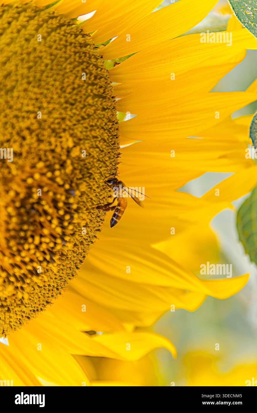 Una foto macro di un'ape di miele che raccoglie industrialmente il nettare dal centro testurizzato di un girasole giallo vibrante. Foto Stock
