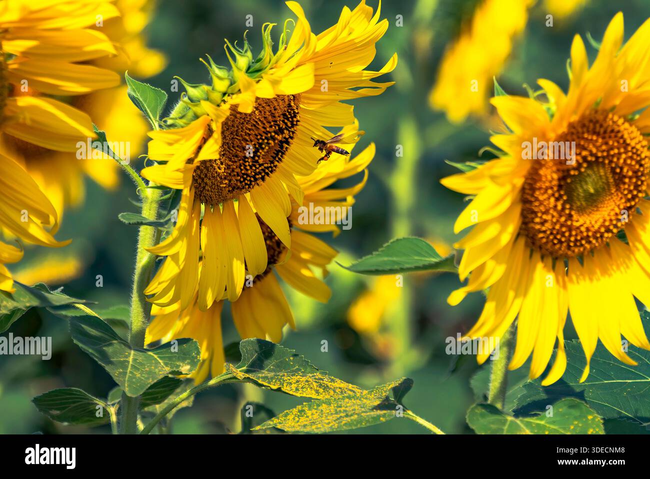 Primo piano di vibranti girasoli sotto il cielo soleggiato, con petali dettagliati, foglie e un'ape attiva. Foto Stock