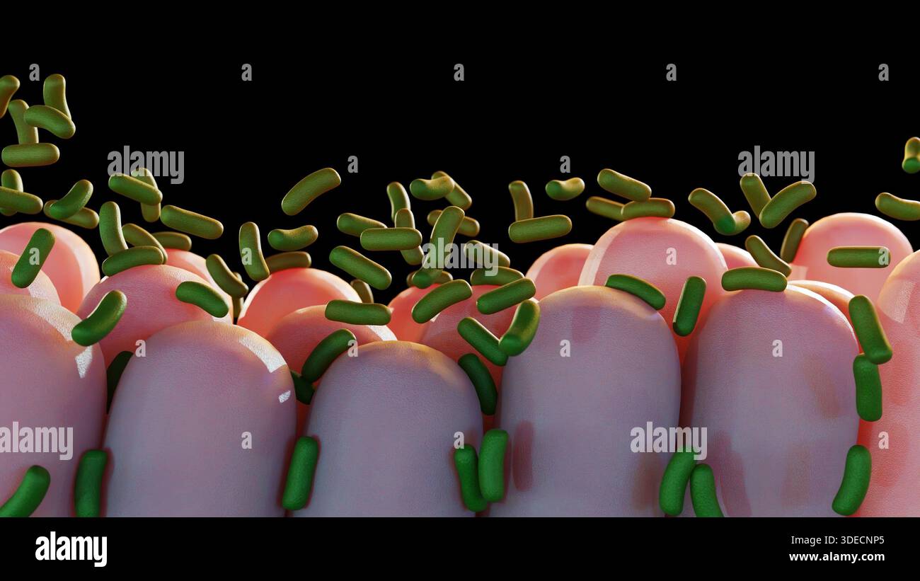 Rendering 3D dei batteri bacilli verdi che interagiscono con i villi intestinali rosa. Foto Stock