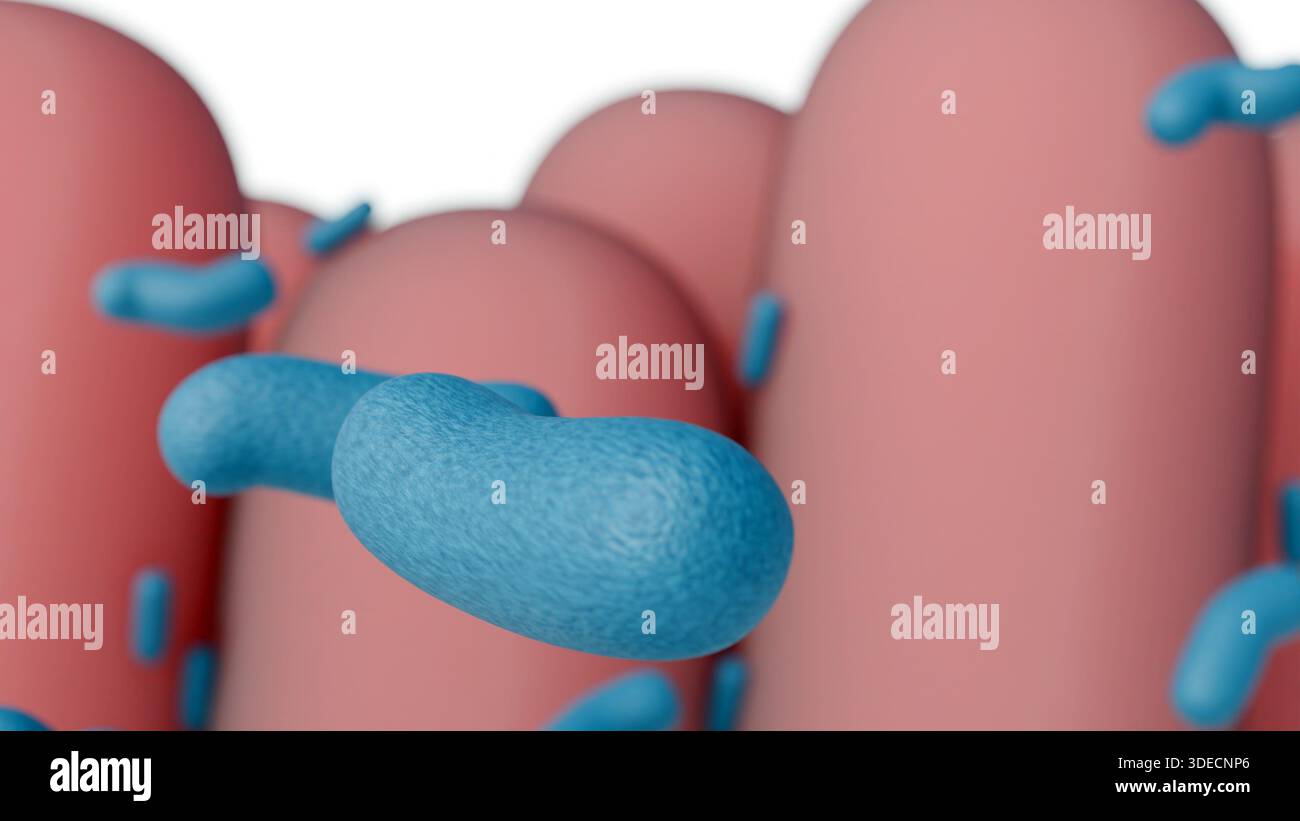 Rendering 3D dei batteri bacilli verdi che interagiscono con i villi intestinali rosa. Foto Stock