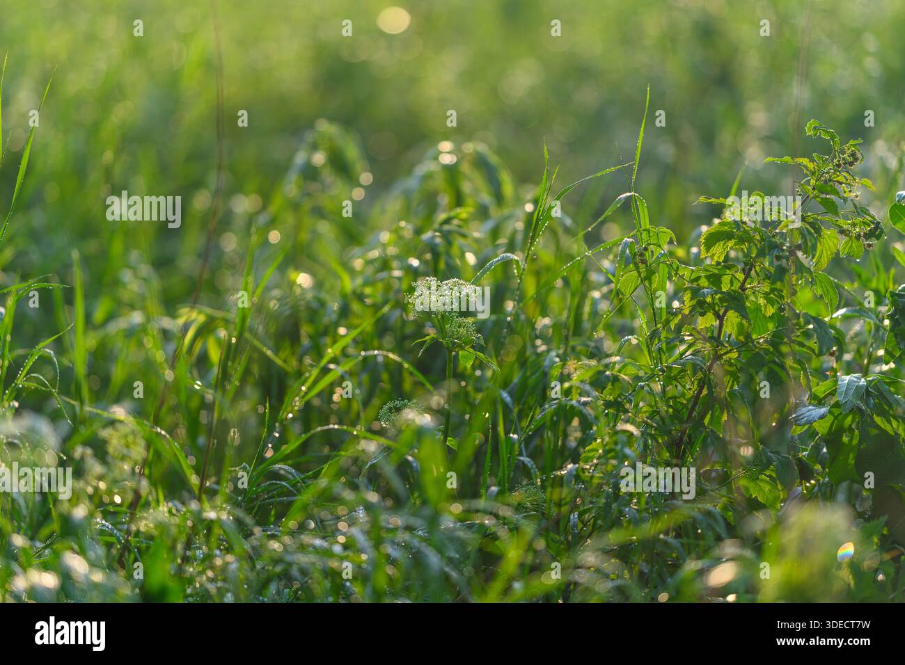 Una vista serena dell'erba baciata alla luce del mattino, catturando l'essenza della bellezza della natura senza sforzo Foto Stock