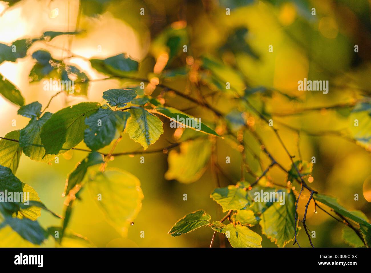 Una vista ravvicinata delle foglie esaltata splendidamente dalla calda luce del sole dorata, ideale per temi naturali ed estetici Foto Stock