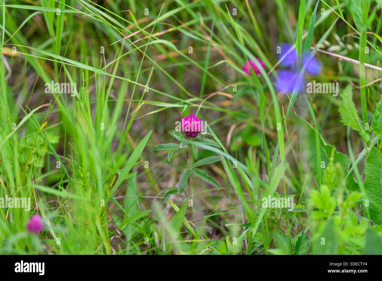 Un vibrante bocciolo di fiori selvatici sorge alto in un lussureggiante campo verde, splendidamente circondato da diverse e delicate fioriture Foto Stock