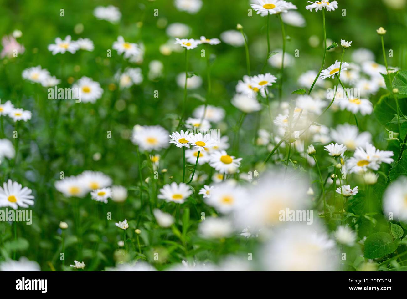 Un campo vibrante e bello di margherite in fiore sta creando un'atmosfera allegra piena di freschezza e gioia Foto Stock