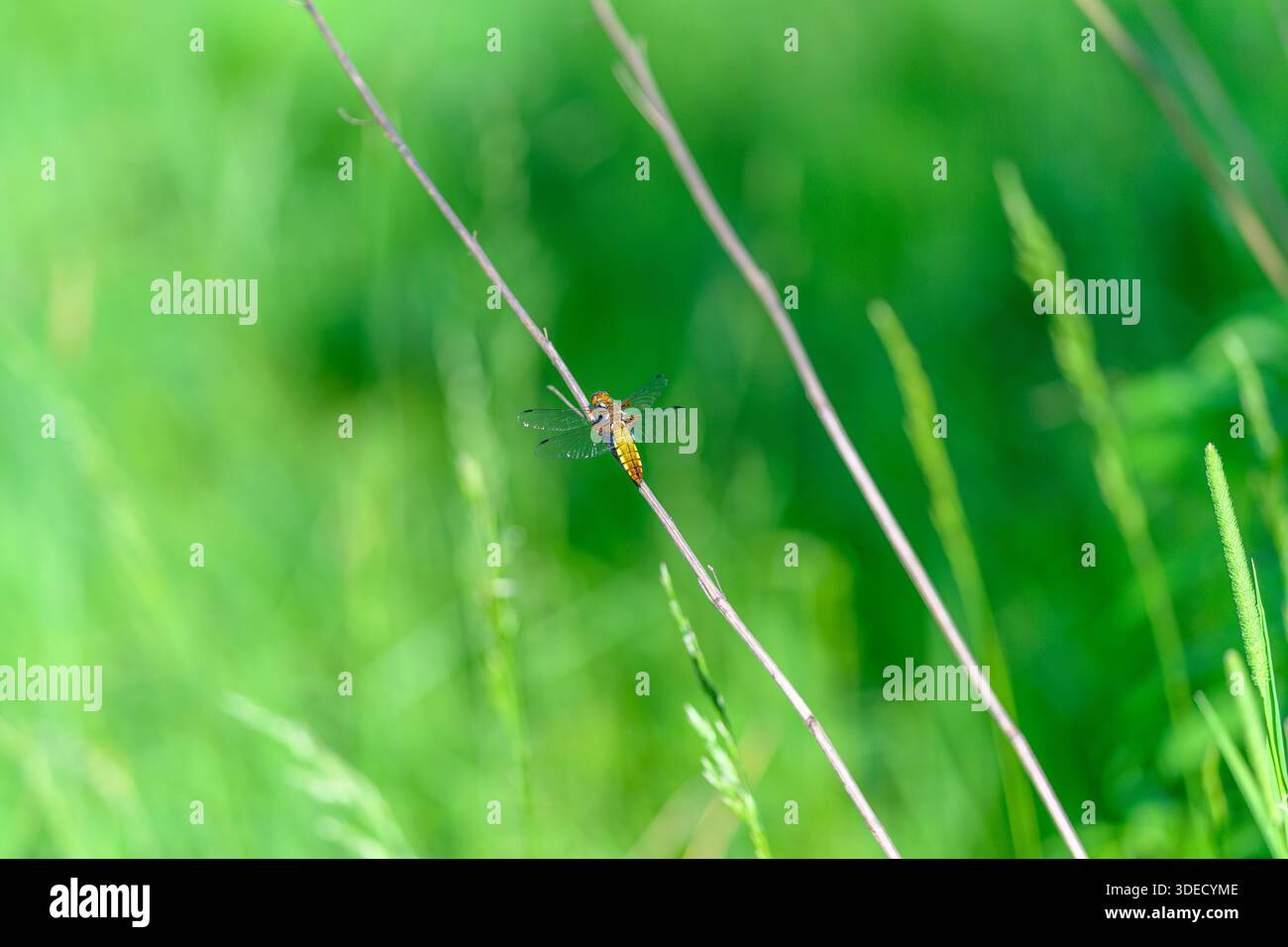 Una foto ravvicinata mostra un piccolo insetto di libellula su una lama d'erba, circondato da una vegetazione vivace e da una bellezza ecologica Foto Stock