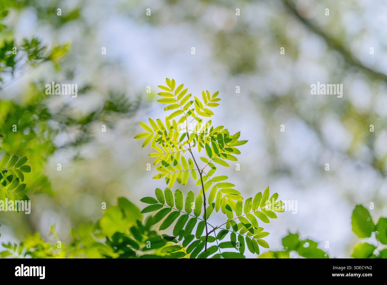 Verde fresco e rigoglioso illuminato dalla calda luce del sole, che cattura la vibrante bellezza della natura senza sforzo Foto Stock