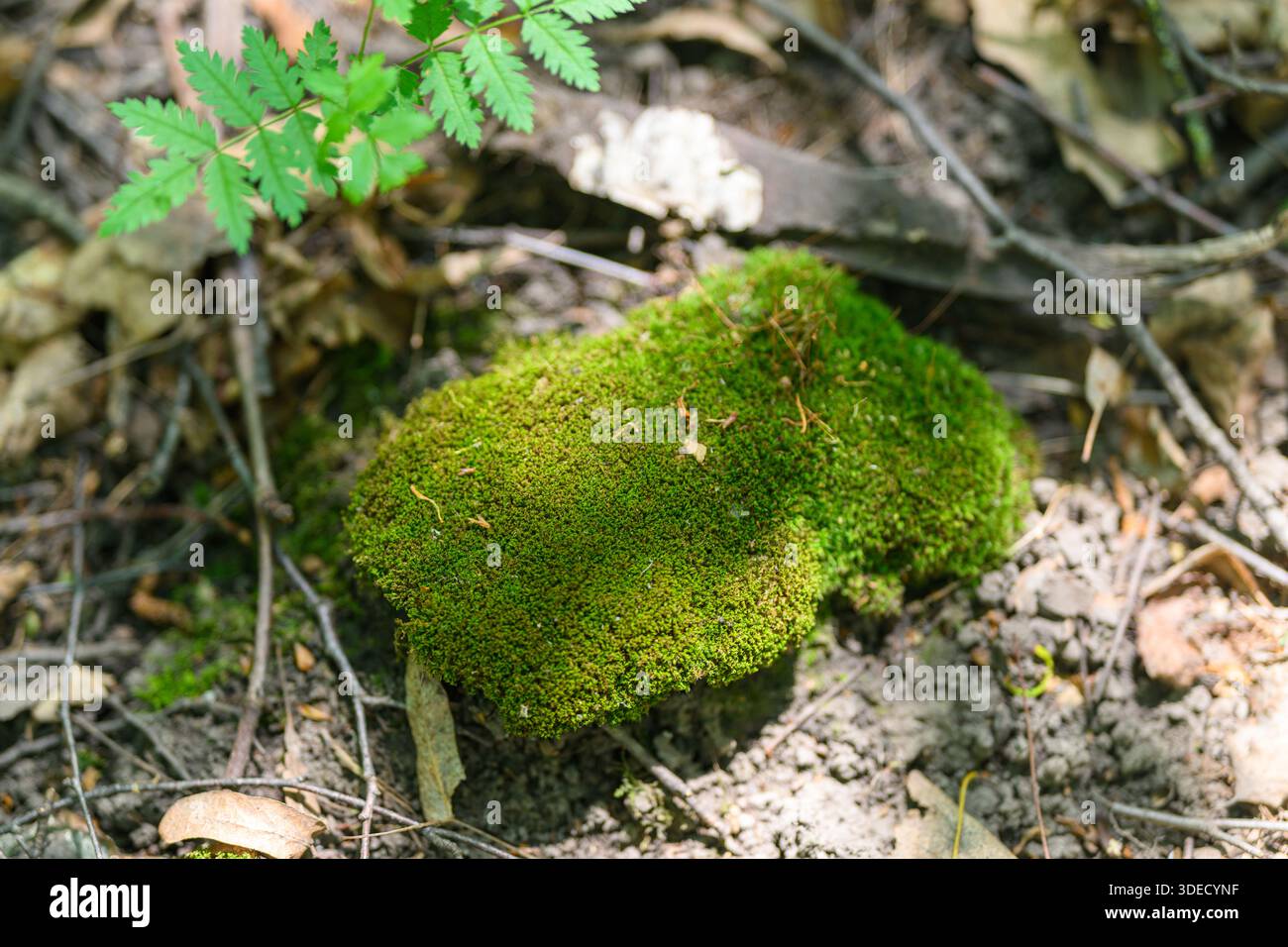 Una vivace e lussureggiante macchia di muschio verde copre completamente una roccia, creando un tranquillo e tranquillo paesaggio forestale Foto Stock