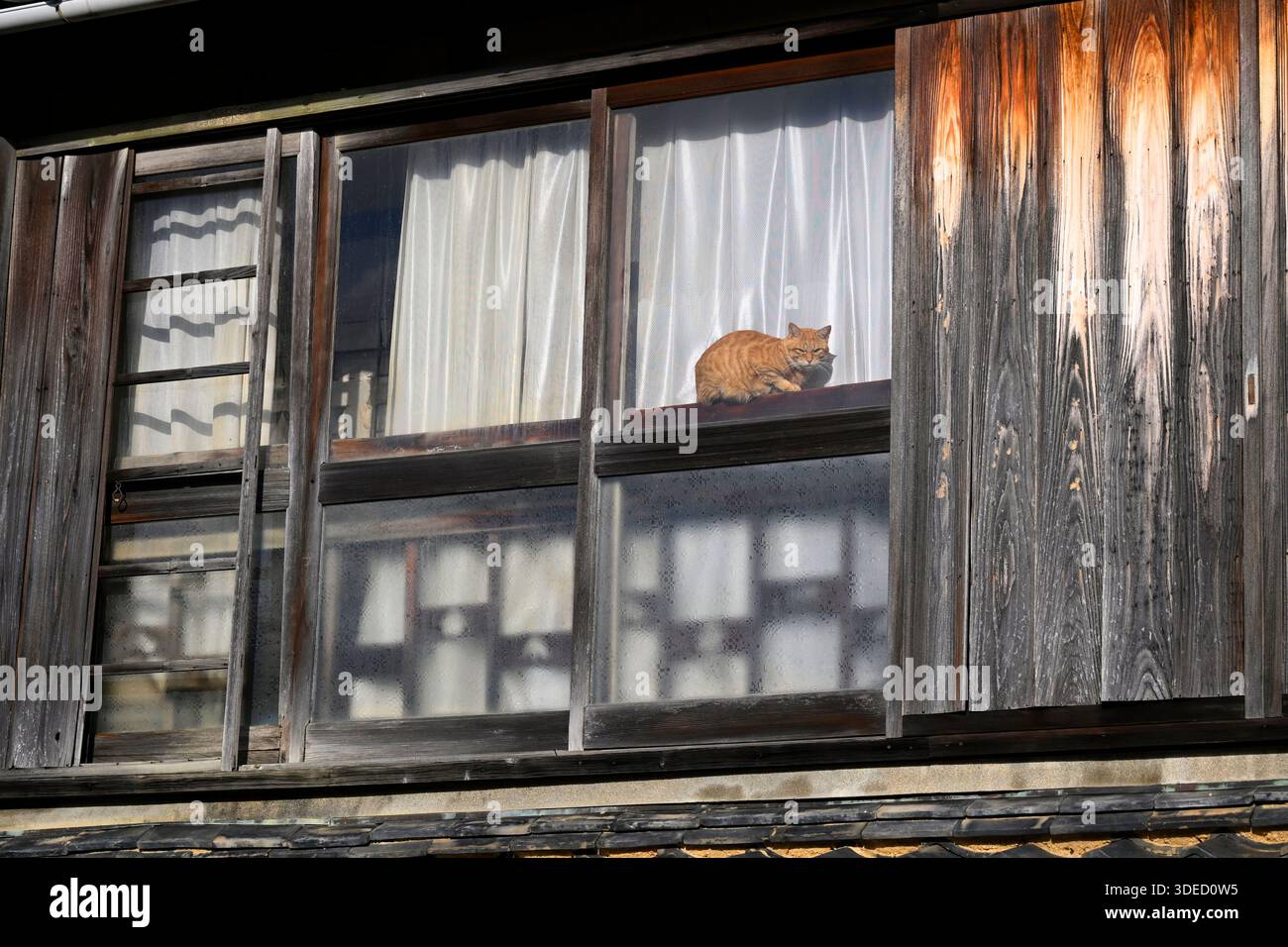 Gatto domestico singolo adulto che riposa vicino alla finestra nell'isola di Teshima, Giappone. Foto Stock