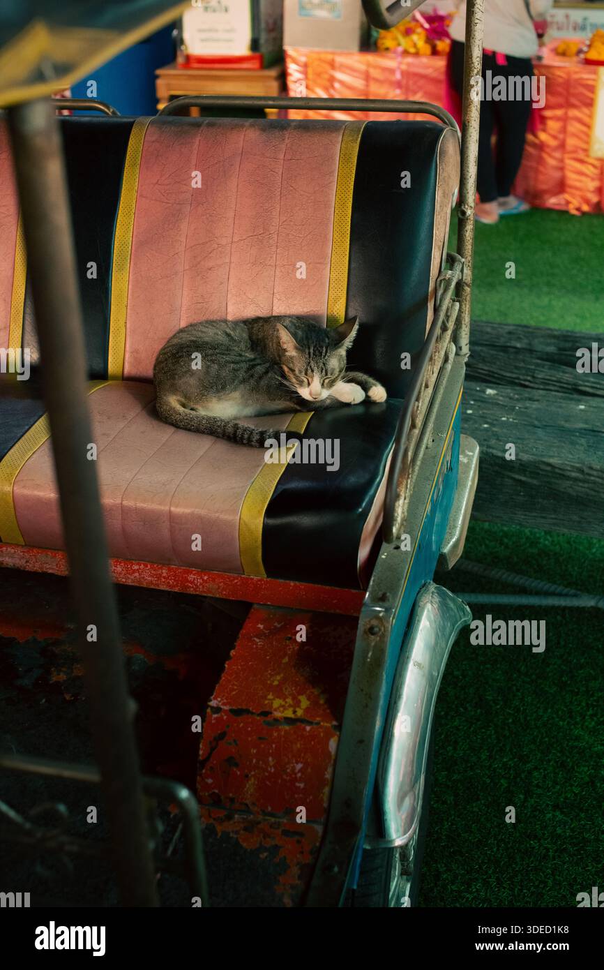 Gatto dormiente che riposa sul sedile posteriore di un tuk-tuk, catturando un momento accogliente di calma, comfort e vita quotidiana locale durante il trasporto urbano. Foto Stock