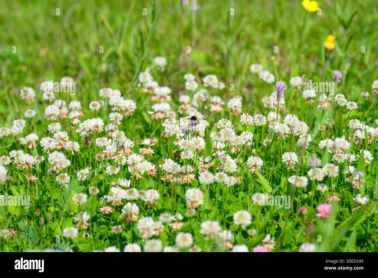Un prato lussureggiante e vibrante pieno di trifoglio bianco e fiori selvatici colorati, brulicante di attività delle api Foto Stock