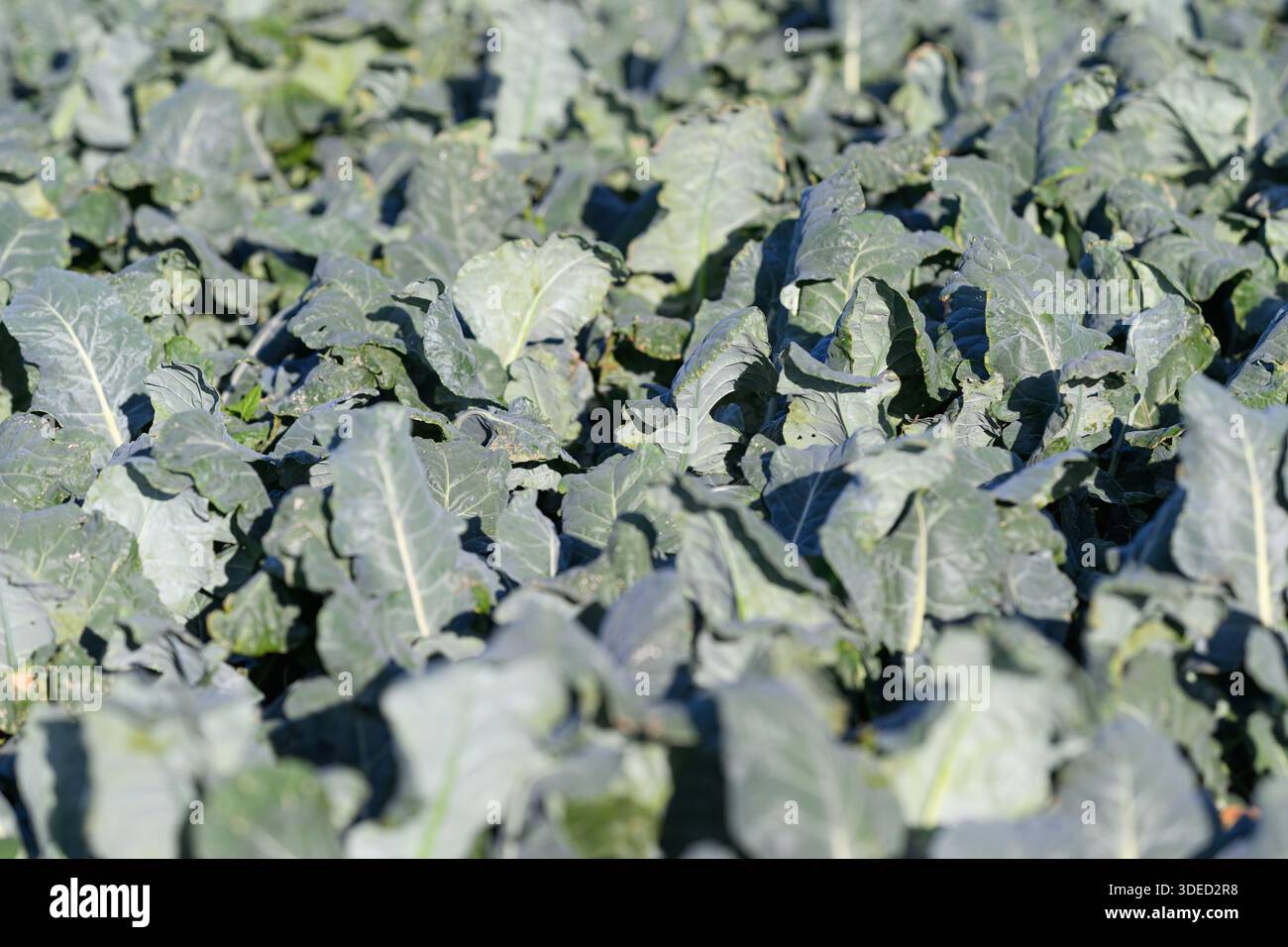 Questa è una vista ravvicinata che mostra piante di broccoli sani che prosperano splendidamente in un lussureggiante campo agricolo Foto Stock