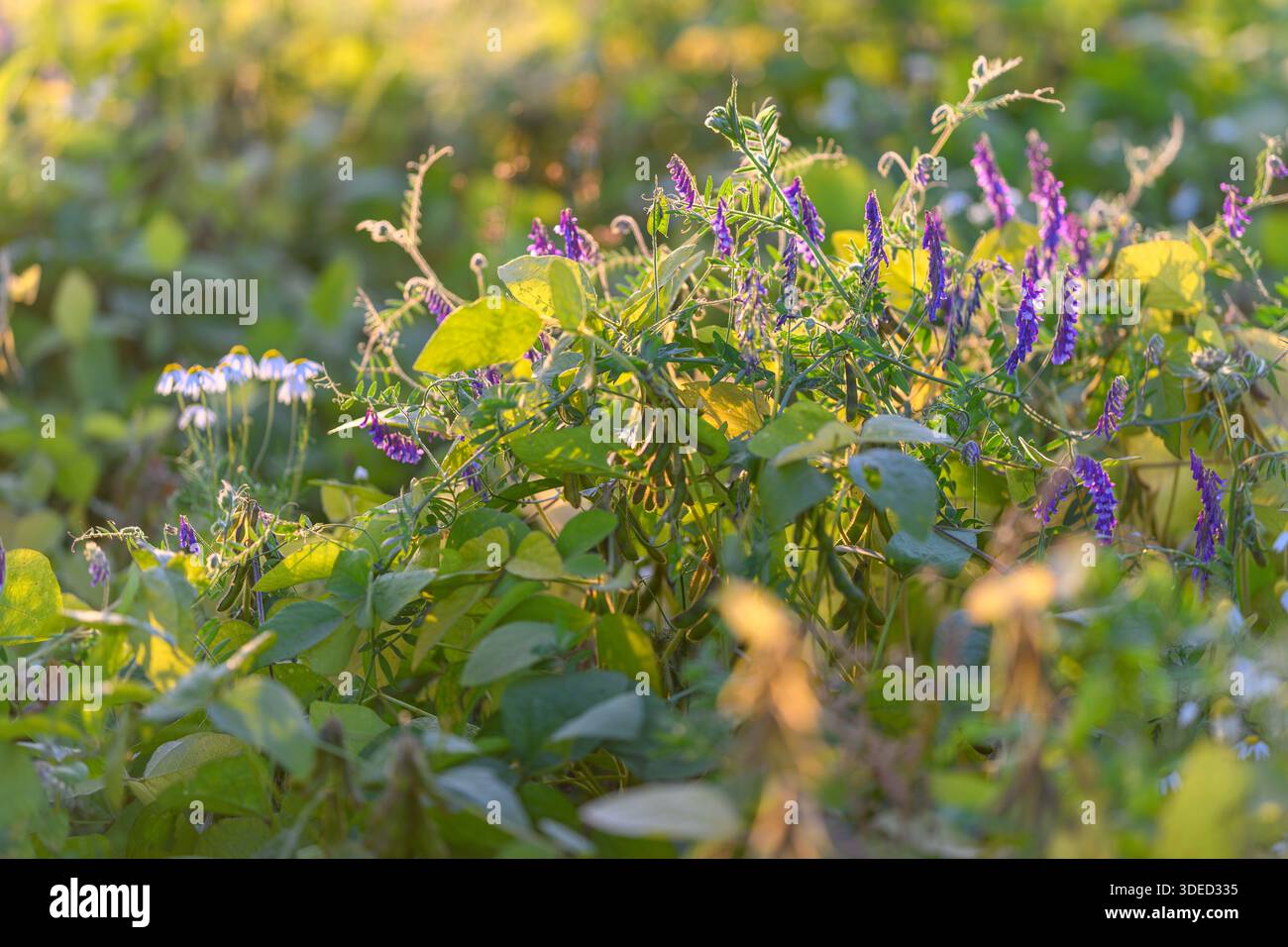 fiori viola e fogliame verde che si bagnano con una calda luce dorata, una profondità di campo poco profonda crea un prato morbido e bokeh di fine estate con fiori delicati, mor Foto Stock