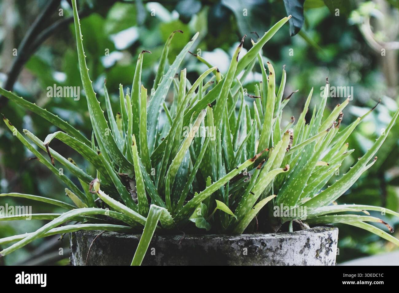 Verde aloe vera piantagione eco fattoria in giornata di sole. Piante  medicinali, bellezza, prodotti naturali per la cura della salute Foto stock  - Alamy