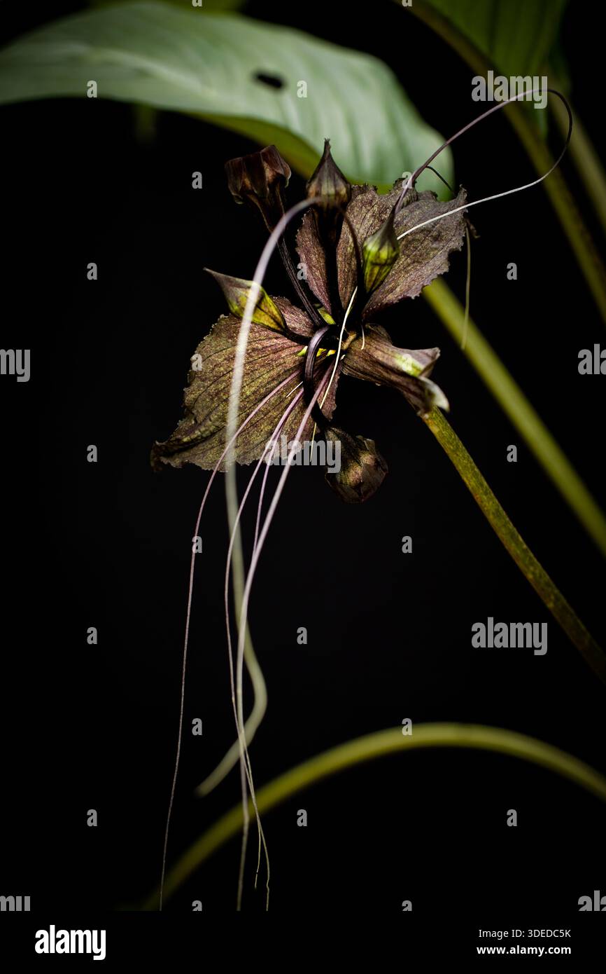 Esotica tacca chantrieri o Black Bat Flower primo piano che mostra unici bratti viola scuro e lunghi filamenti in un ambiente botanico. Foto Stock
