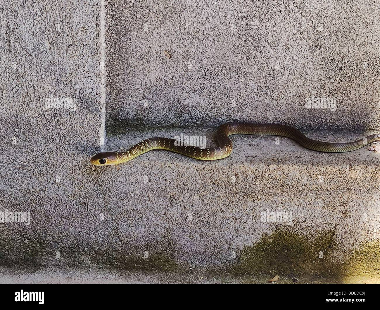 Sottile serpente marrone con grandi occhi che scivolano su una parete di cemento, fotografando la fauna selvatica urbana. Foto Stock