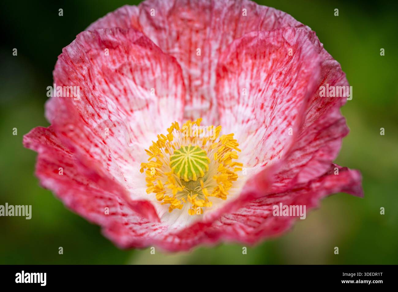 Papaver rhoeas "Shirley Double Mixing" Foto Stock
