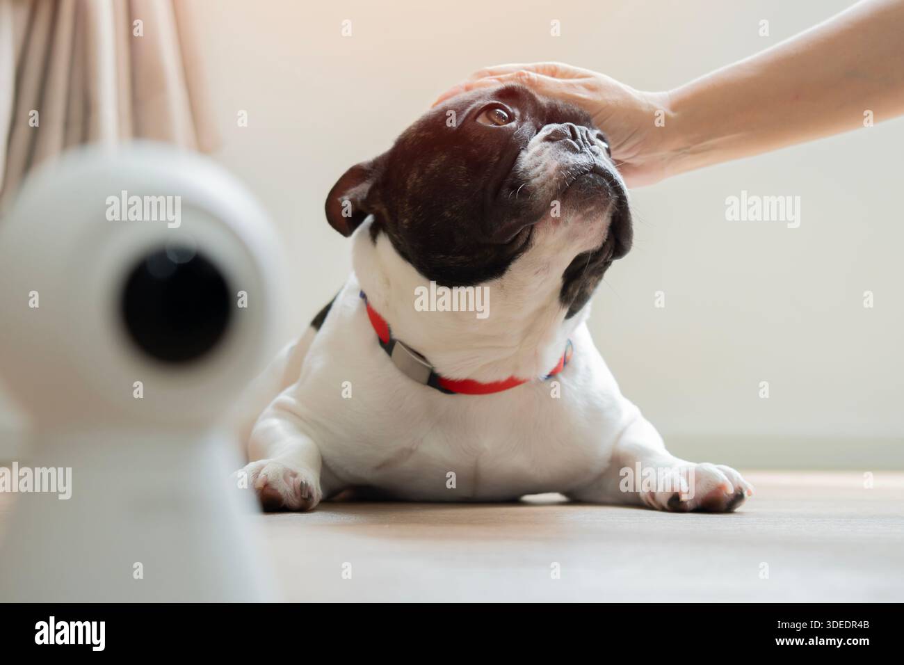 Concetto di gadget di sorveglianza. La mano di un amato proprietario di cani accarezza la testa del suo cane, vicino a una telecamera a circuito chiuso a casa. Foto Stock