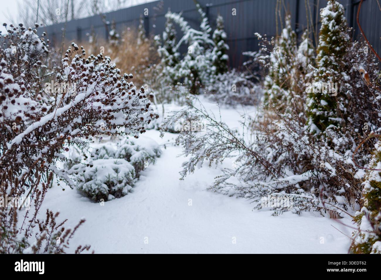 Giardino invernale innevato. Arborvitae sempreverdi che crescono da piante perenni piene di semi lungo la recinzione ricoperta di neve. Orizzontale Foto Stock