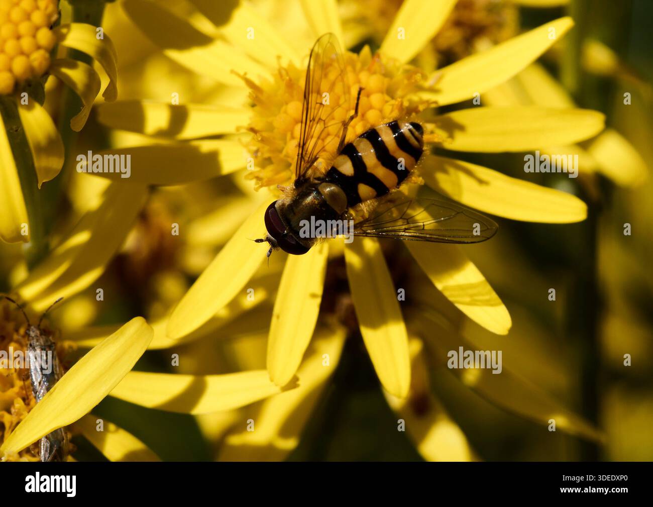 Syrphus ribesii è una specie molto comune di hoverfly dell'Holartico. Questo è un maschio, come indicato dagli occhi che si incontrano in cima alla testa. Foto Stock