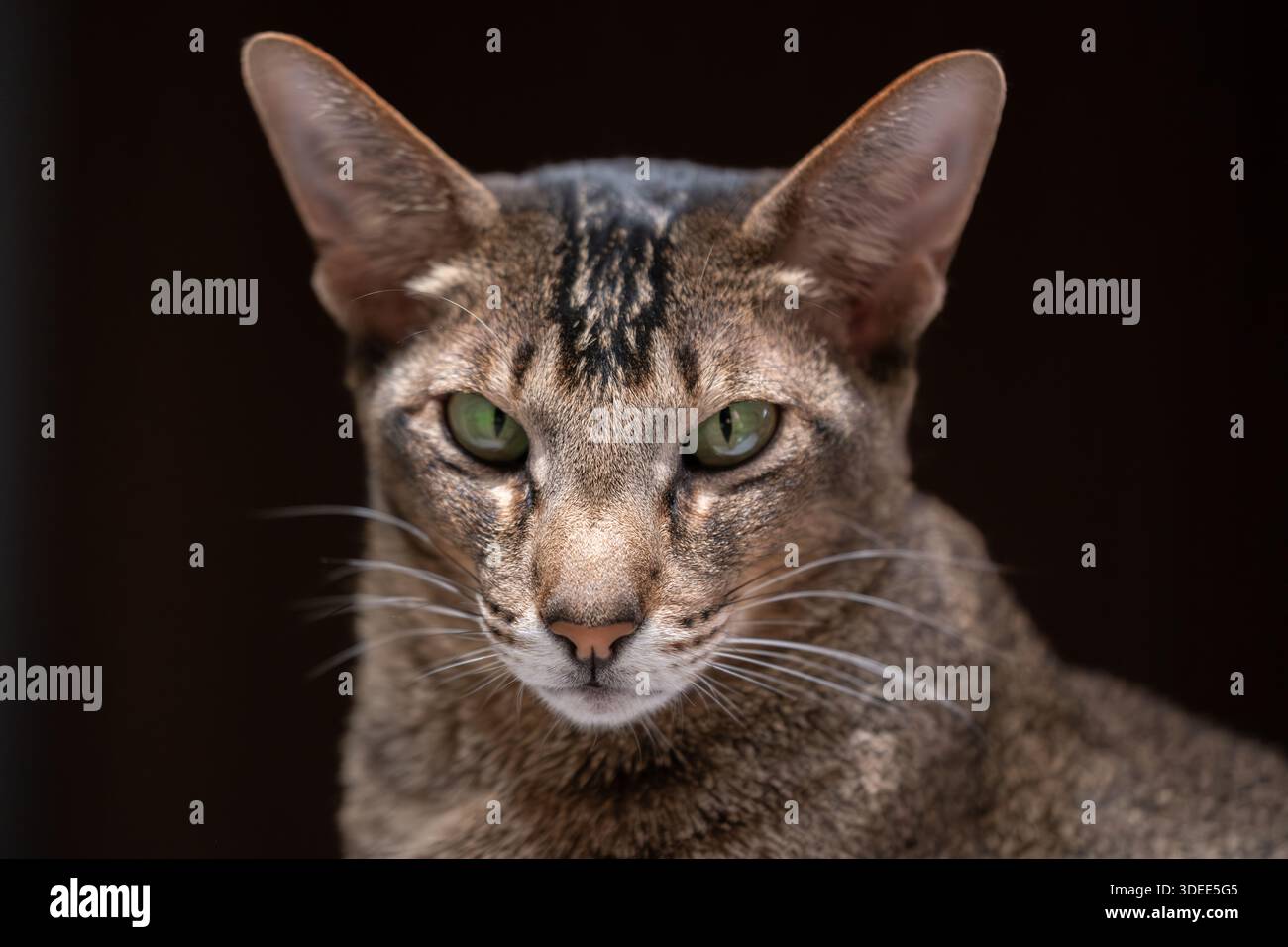Questo gatto orientale mostra i suoi bellissimi occhi verdi e i caratteristici motivi di pelliccia, creando un impatto visivo sorprendente in un ambiente minimalista con copia Foto Stock
