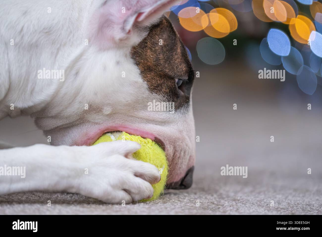 Bull Terrier ama masticare una palla da tennis gialla vibrante, con morbide superfici di tappeto e colorate luci bokeh che creano un'atmosfera calda e giocosa Foto Stock
