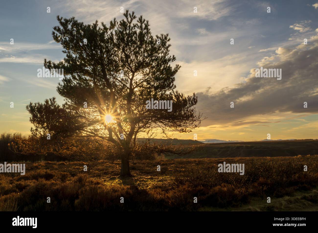 Golden Hour Sun Star splende attraverso Lone Tree sulle North York Moors Foto Stock