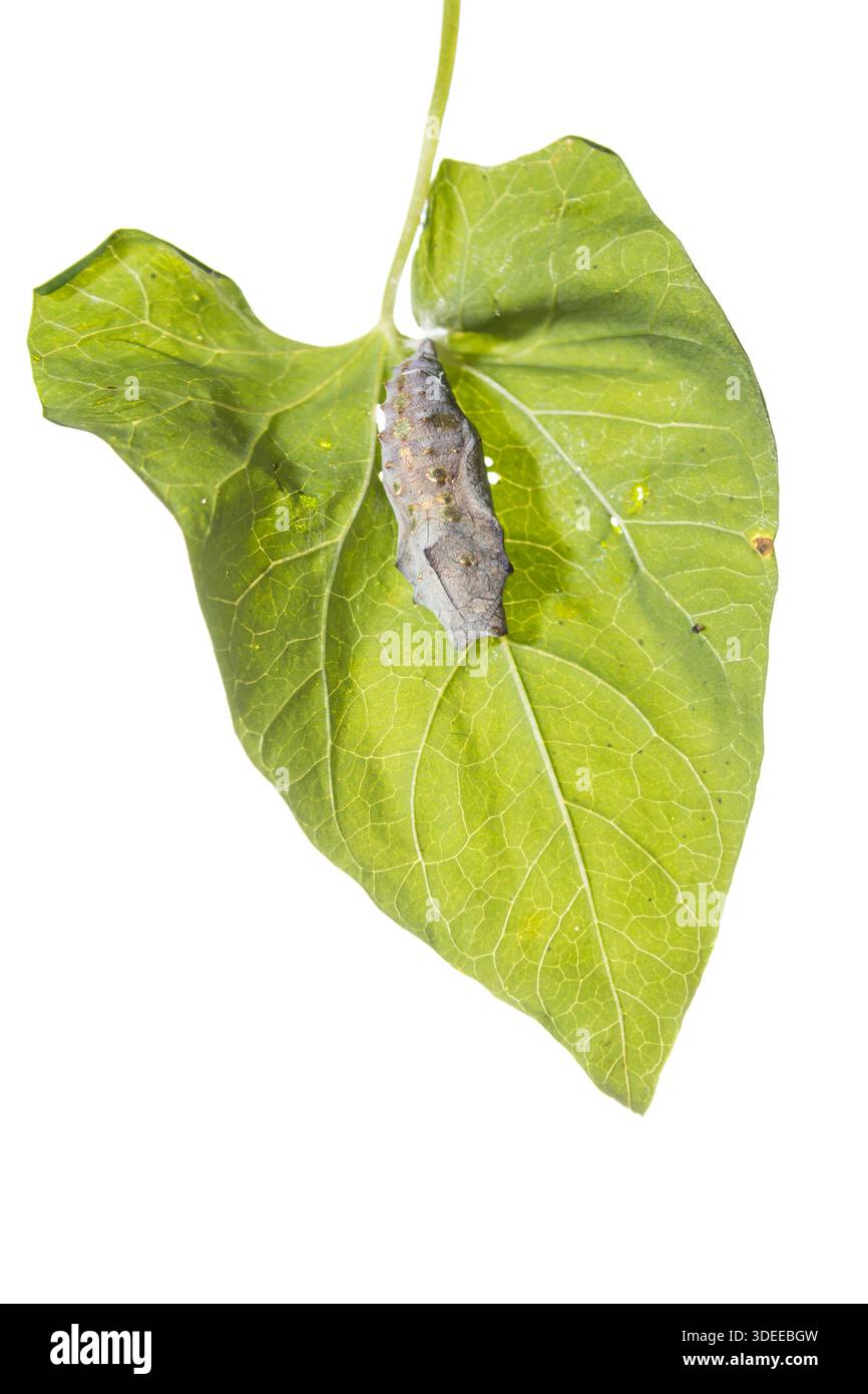 Ammiraglio rosso Vanessa atalanta, immagine di sfondo bianco di un bozzolo attaccato alla parte inferiore di una foglia di erba legante, St Mary's, Isles of Scilly, luglio Foto Stock