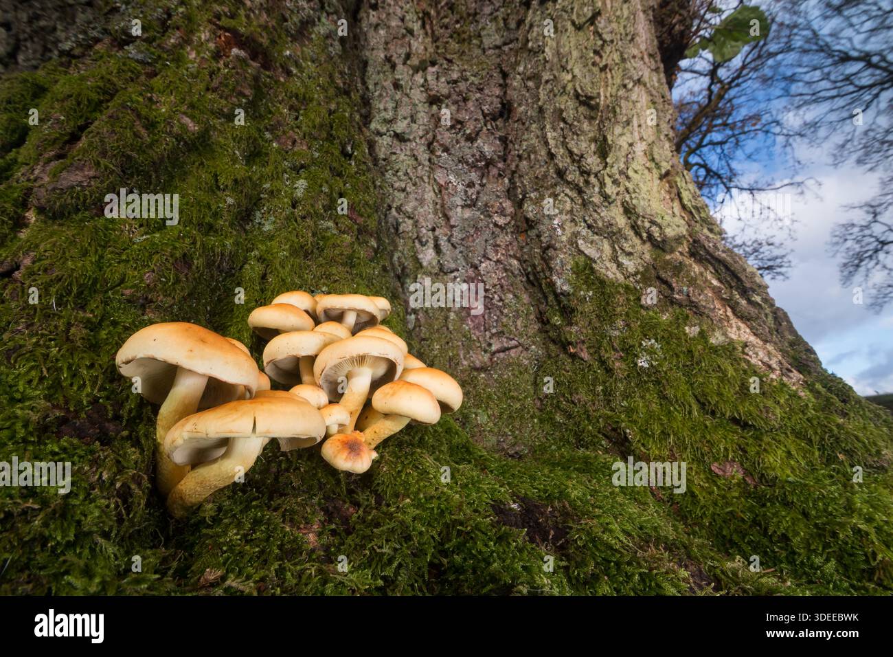 Ciuffo di zolfo Hypholoma fasciculare, una crescita di funghi su un ceppo di albero, Cwm Llych, Parco Nazionale di Brecon Beacons, Galles, Novembre Foto Stock
