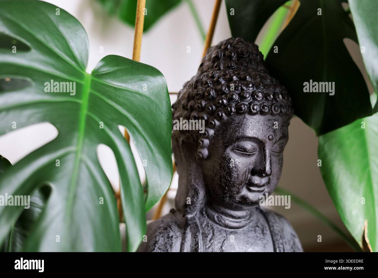 Primo piano della statua nera di budda in ceramica nascosta tra grandi foglie di monsterra Foto Stock