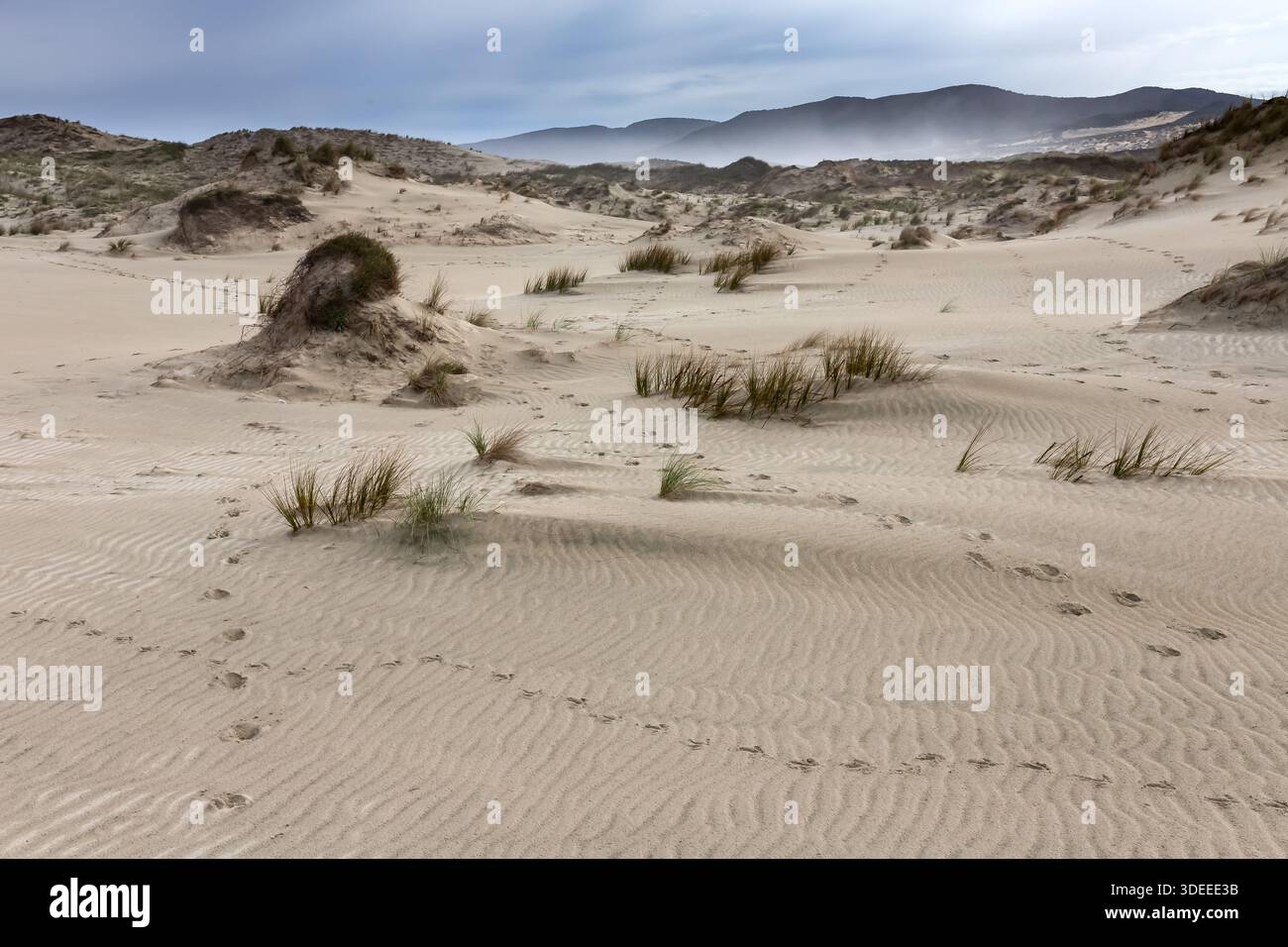 Diverse tracce di animali nelle dune di sabbia, tra cui il kiwi, e le specie invasive che li precedono gatto, e possum, nuova Zelanda, 2 febbraio Foto Stock
