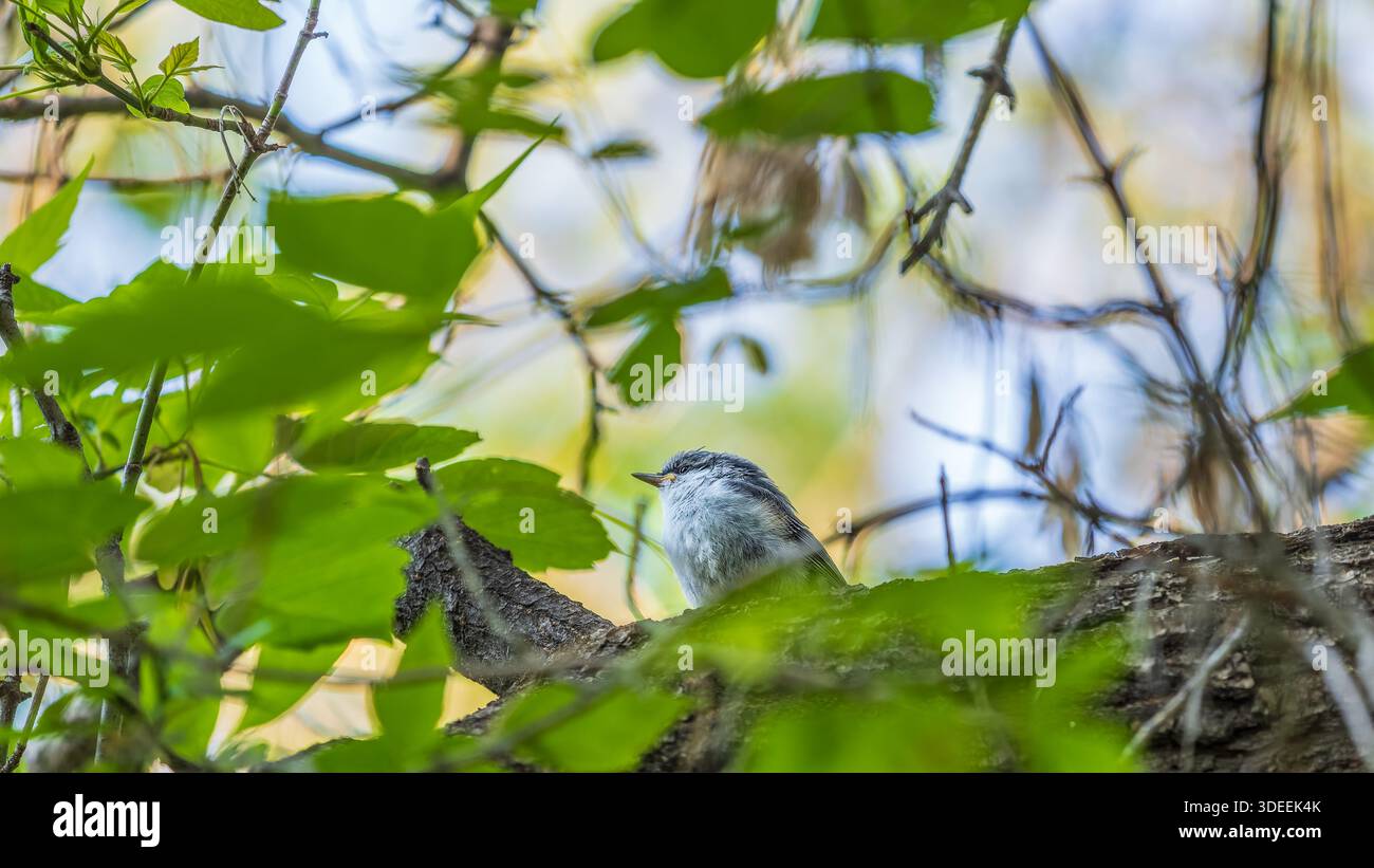 Giovane nuthatch dal petto bianco appollaiato su un ramo. Il nuthatch eurasiatico o il nuthatch di legno (Sitta europaea) Foto Stock