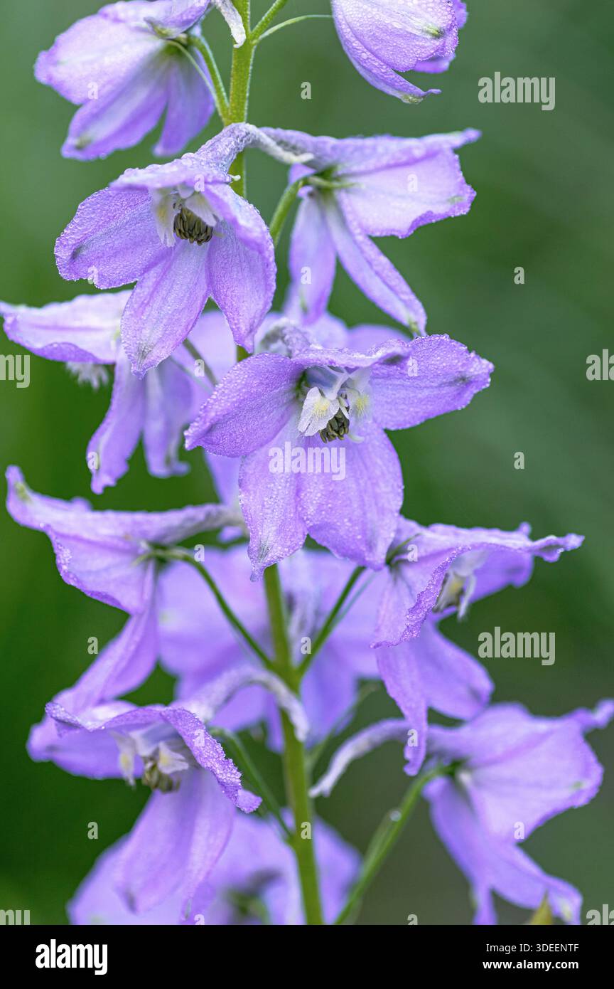 Raceme denso di delfinio violetto (larkspur) con delicati petali densamente impacchettati sul gambo in giardino. Foto Stock
