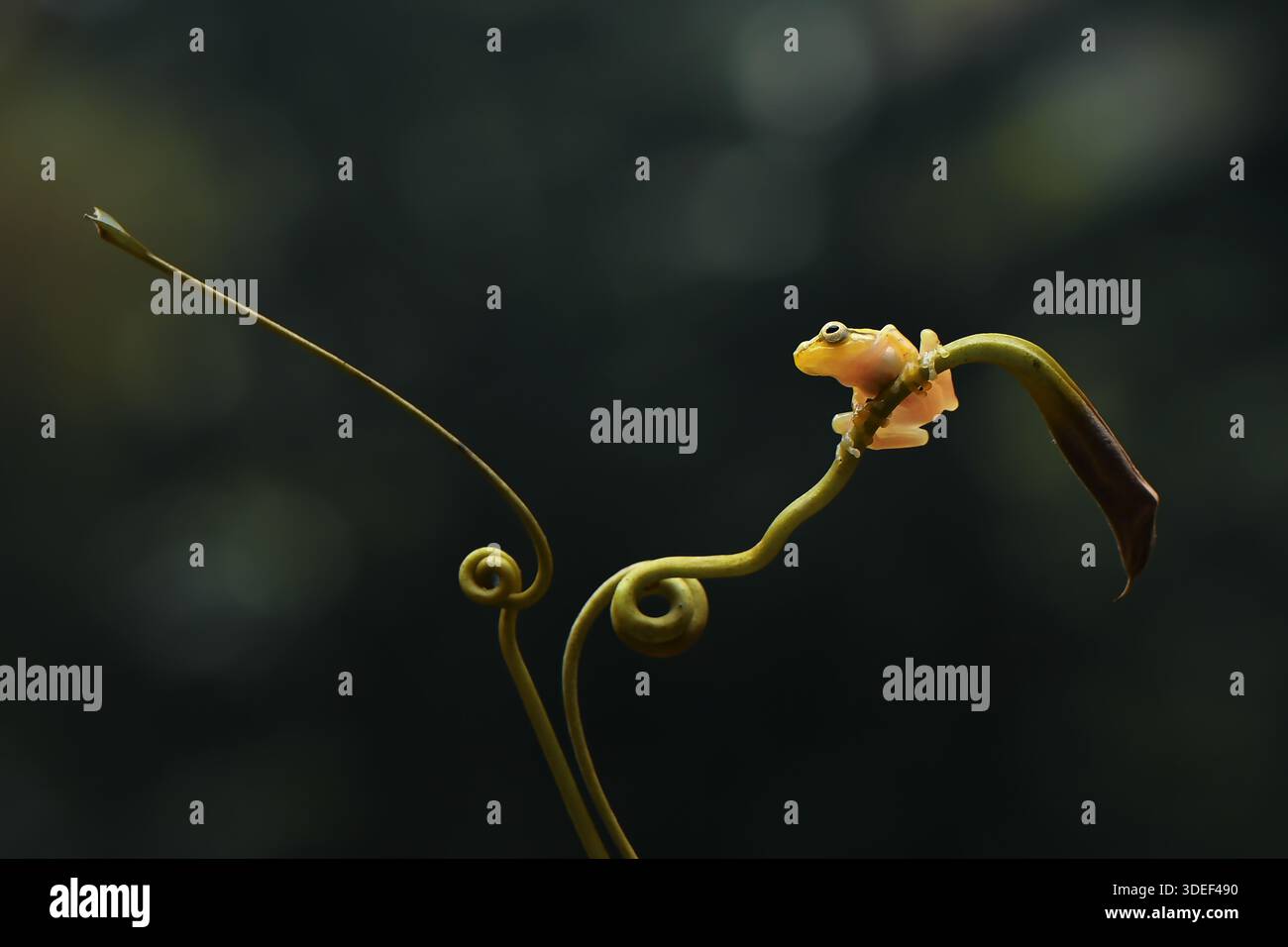 Primo piano di una rana dorata in miniatura su una pianta a spirale, Indonesia Foto Stock