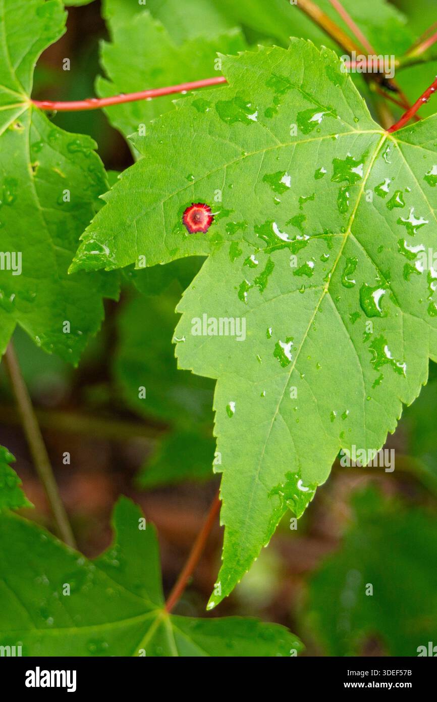 Foglia verde con un unico punto rosso Foto Stock
